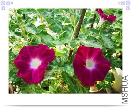 ���տ��� 007.jpg