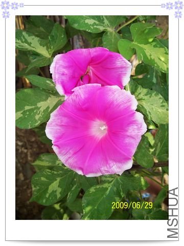 ���տ��� 008.jpg