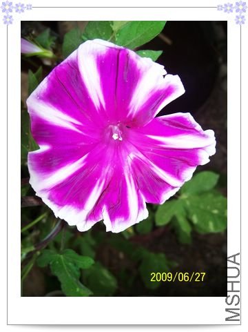 ���տ��� 004.jpg