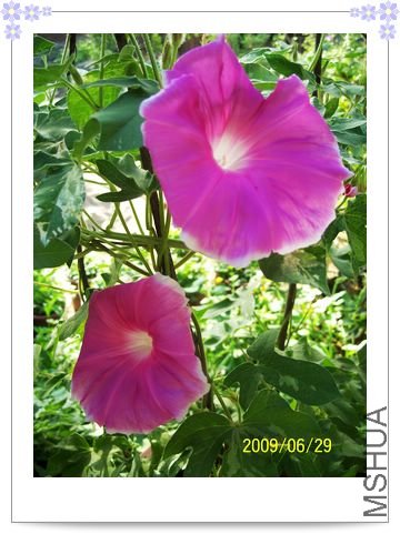 ���տ��� 005.jpg