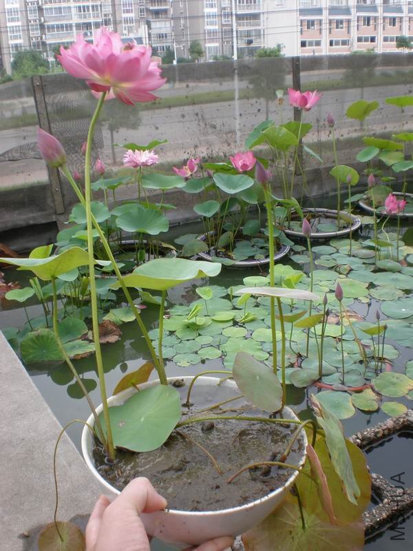 ��ת ������С P6240003.JPG