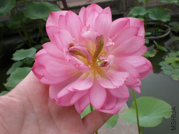 ������С P6240007.JPG