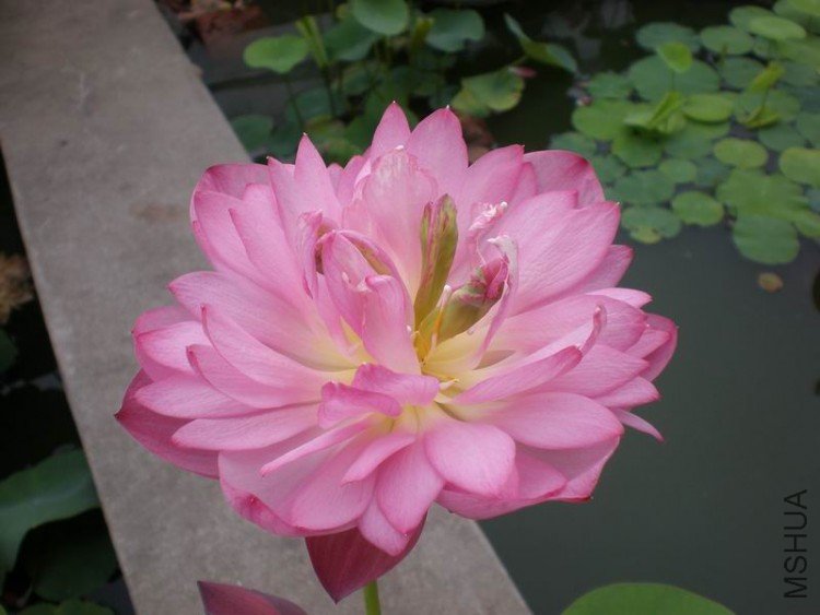 ������С P6240005.JPG