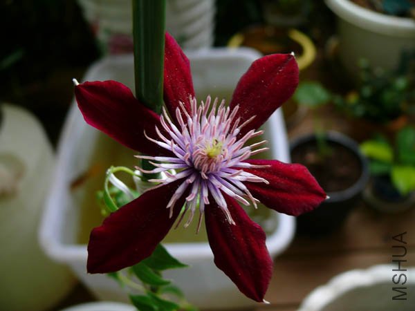 �����ҵĽܶ���