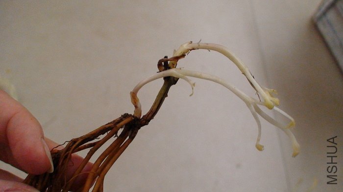 ��������������ѿ, �����, �������Կ�������һ��ѿ��ֱ�ӴӸ�����ϴ���������!