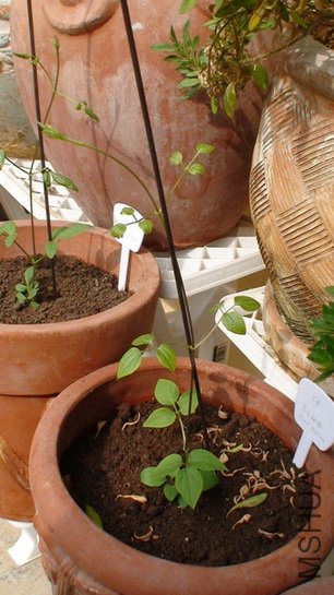 �Ա�һ�£� ����ȥ���ǿ�һ���������������Ҳ�Ƕ�ʮ�����ҵ�С�磡���ɣ�֦������Щ��