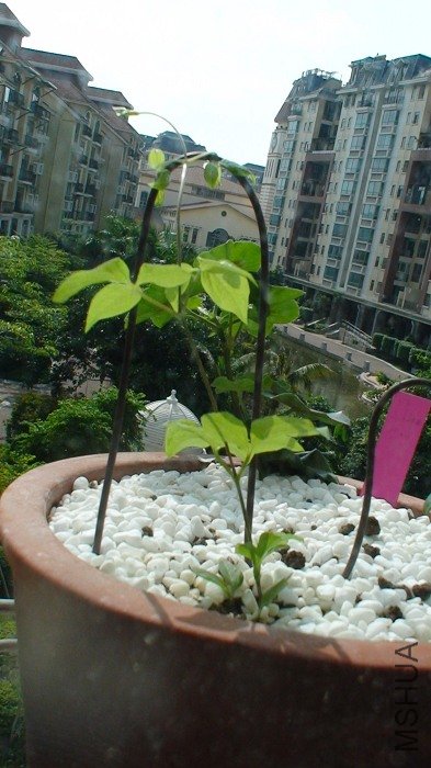 5-5��, ��ʮ�����ҵ�С��, ֦��ϸ��!