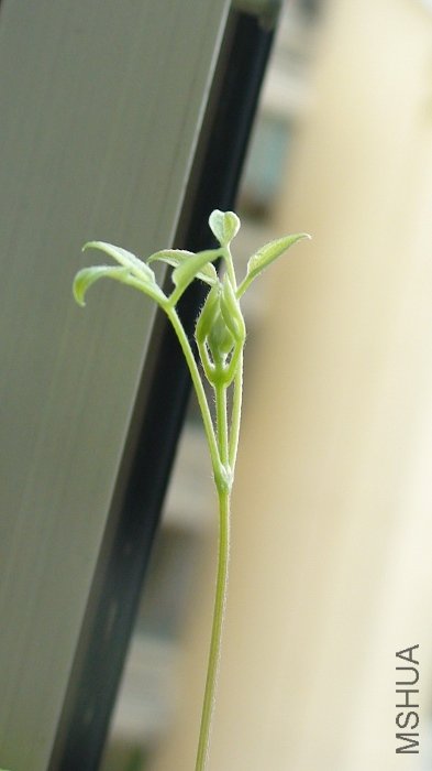 6-11�գ�����Ķ�������, ��ôϸ����֦��Ҳ��ʼ��������![