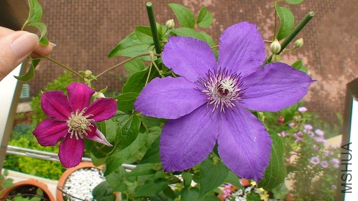 �����Ÿ���ͼ�ɣ��ٿ������ȵĶԱȣ�