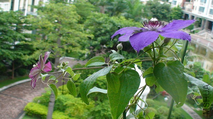 ���������ȵĺ�Ӱ���������ԶԱȳ�����Ҫ������С�ܶ�ܶ࣡