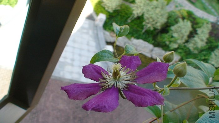 7-1�գ���ȫ�����⻨���Ϳ����Ѿ����˺ü��������Ǻ����ޣ�����ʵ��Զ����ƬƯ����