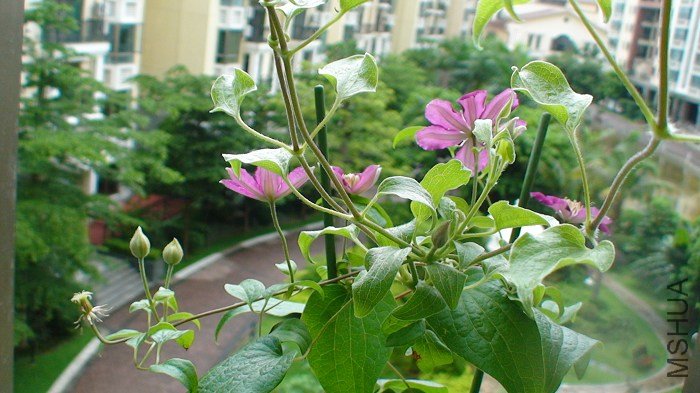 ��ӰҲ������, �ٿ�����л�˵Ļ������������������