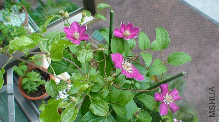 ��һ�Ƕ��ٿ�����