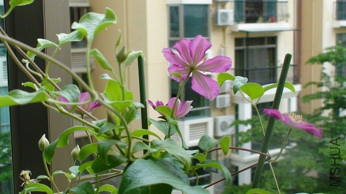 �����ű�Ӱ��������ƽʱ�����ľ���������ӵģ�