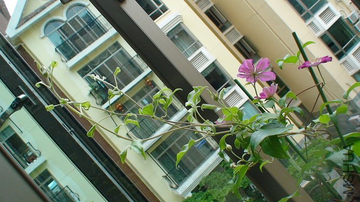 ������չ��֦�����ִ����ĸ����������Ʒ������Ǻð�������Ʒ������һ�������ϣ��㷽�����ҵǳ���