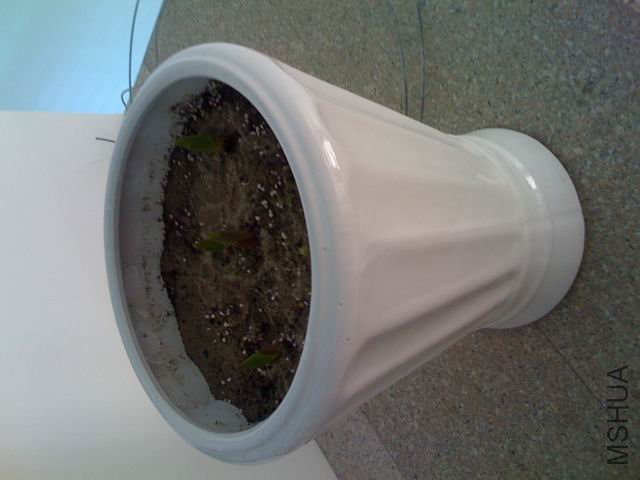 ������С IMG_0087.jpg