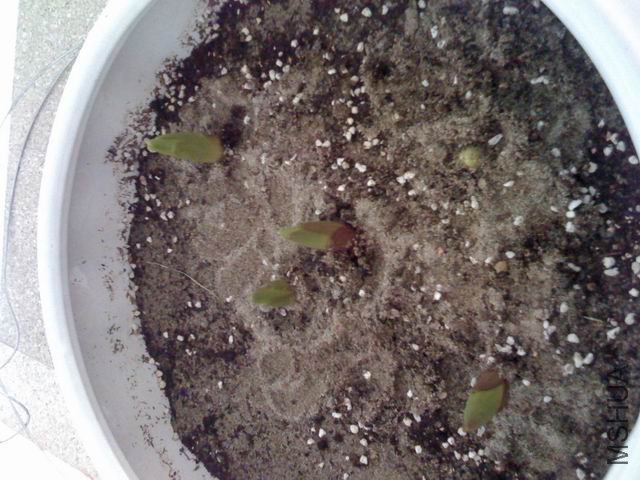 ������С IMG_0086.jpg