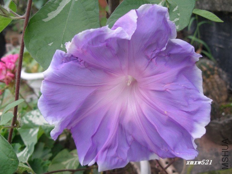 ������ţ������Ҳ��15����