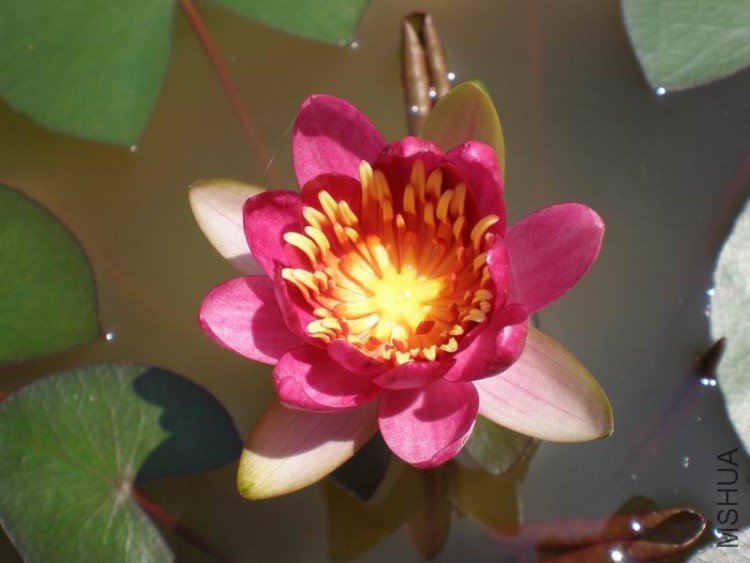 ������С P6270012.JPG