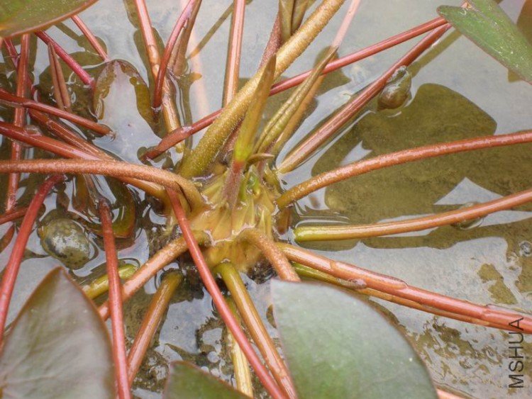 ������С P6290115.JPG