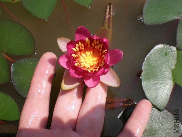 ������С P6270004.JPG