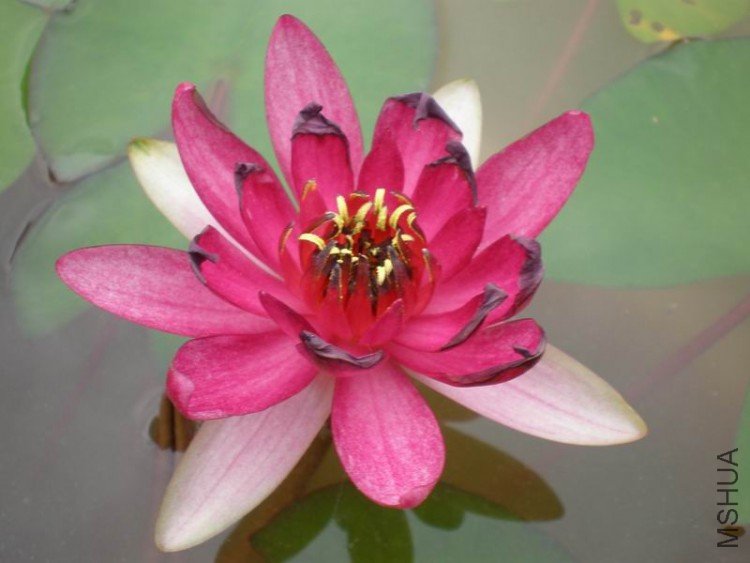 ������С P6290116.JPG