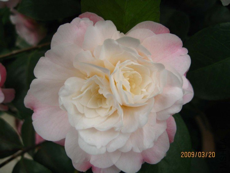 �찲�Ȼʺ� 09-3-20 (23).jpg