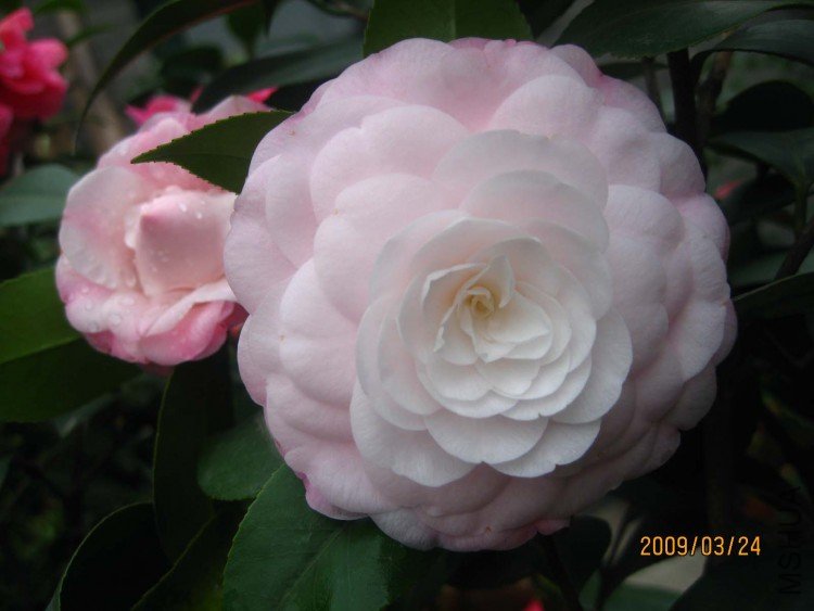 ��������� 09-3-24 (4).jpg