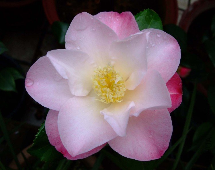 ţ����ת��09-4-13 (12).jpg