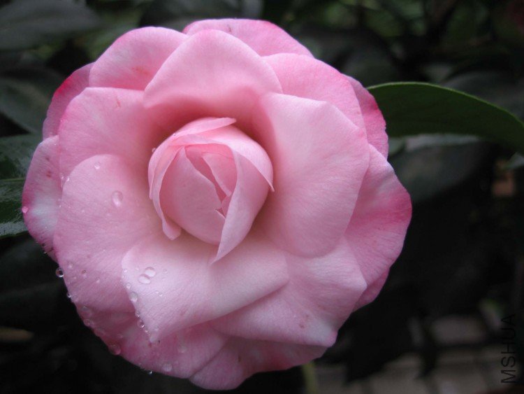 ţ�������� 09-2-28 (2).jpg