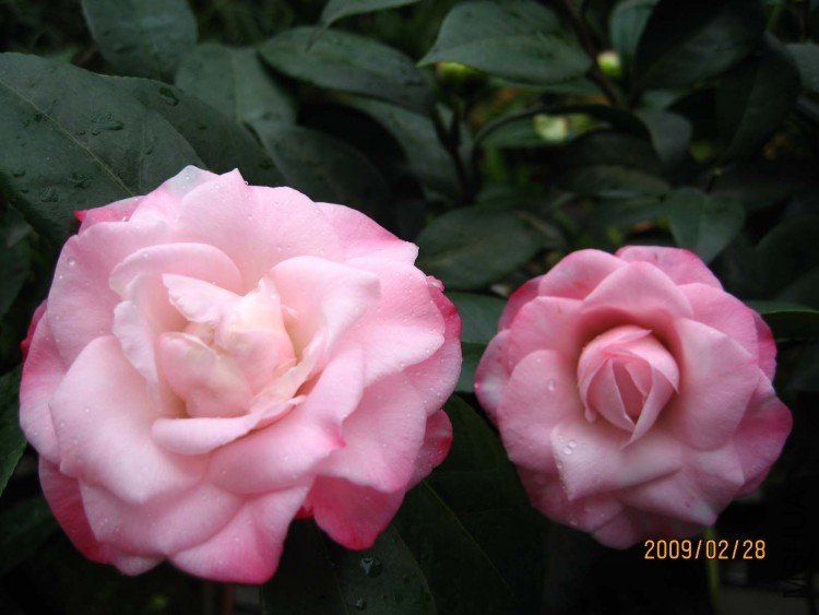 ţ�������� 09-2-28 (5).jpg