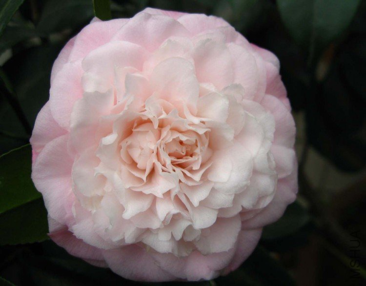 ţ�������� 09-3-11.jpg