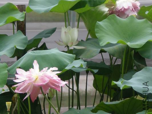 ������С 7.2 153.jpg