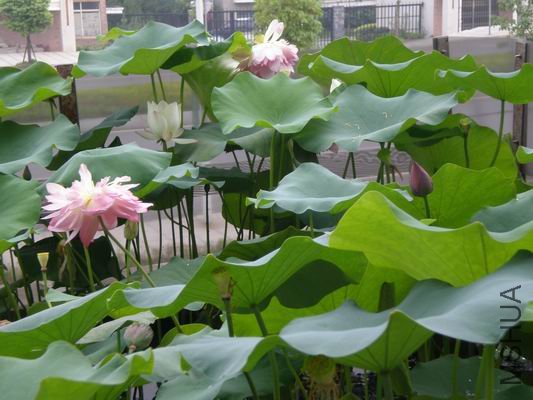 ������С 7.2 147.jpg