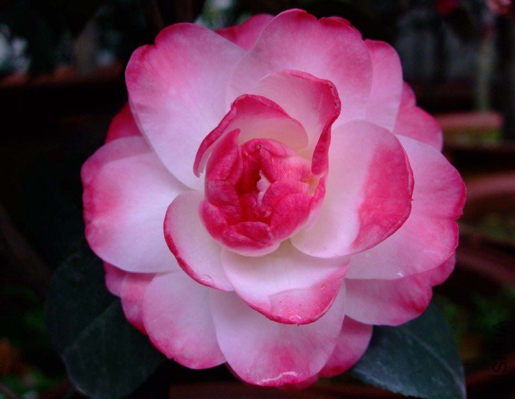 ����ã 09-3-29 (1).jpg