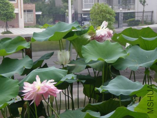 ������С 7.2 154.jpg