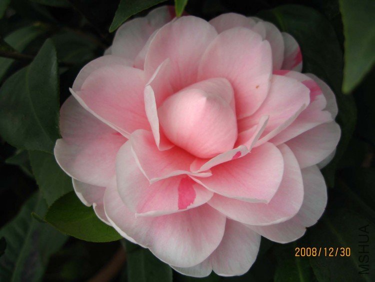 ���� 08-12-30.jpg