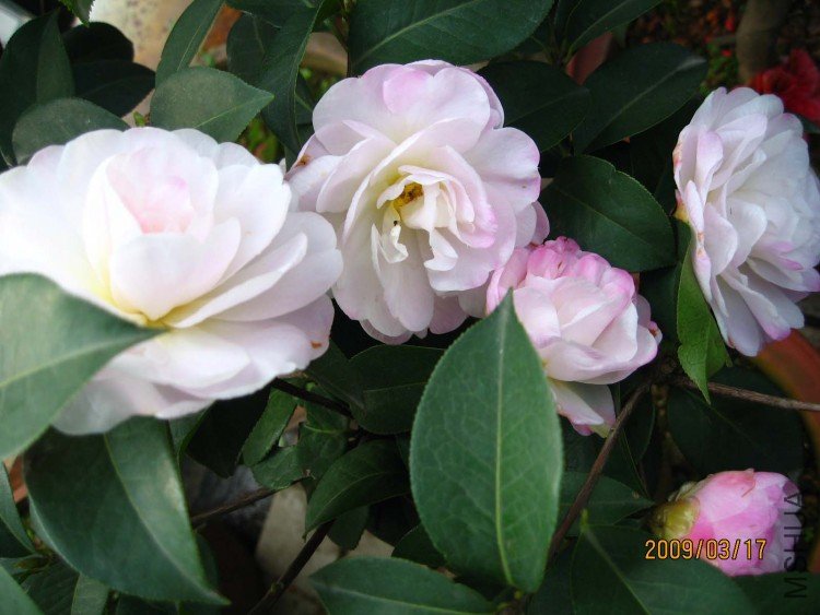 �����Ϲ� 09-3-17 (2).jpg