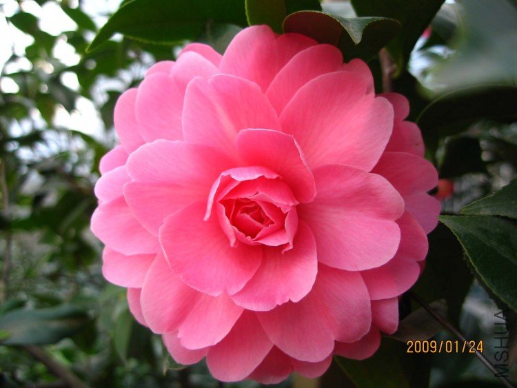 ���� 09-1-24.jpg