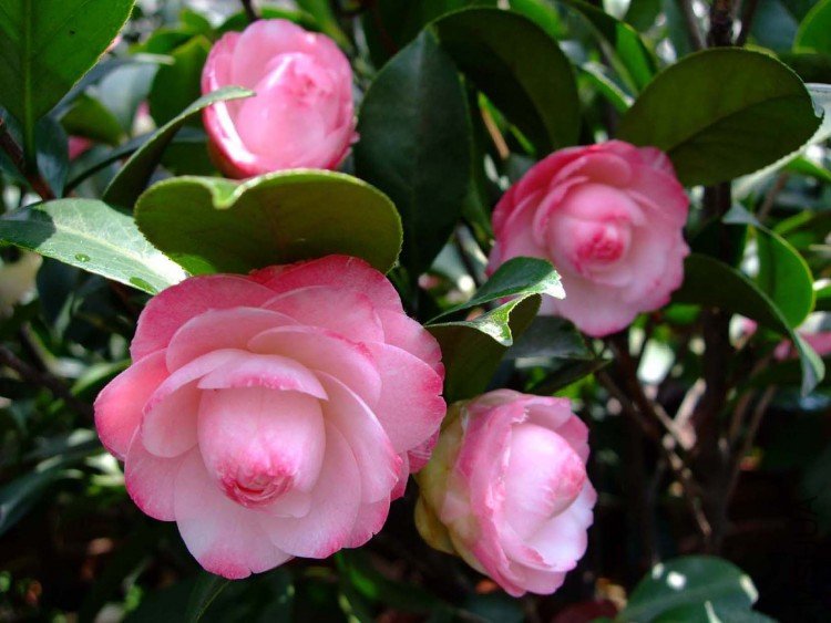 ������ 09-4-13 (10).jpg