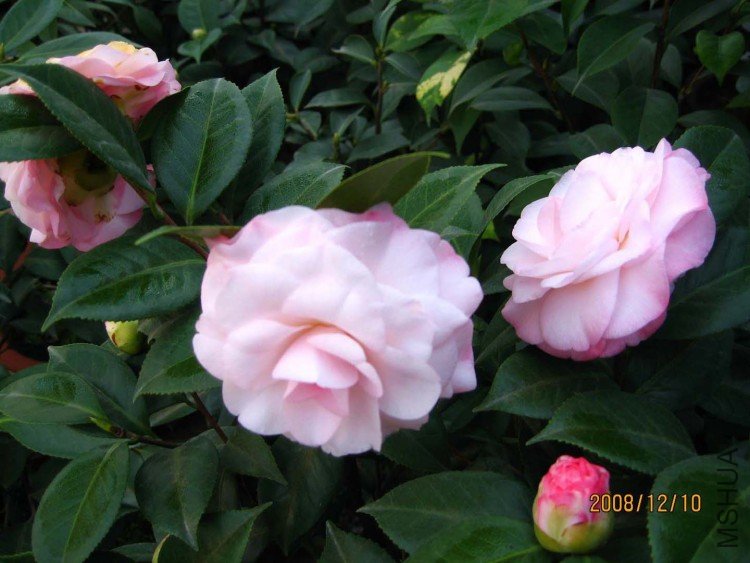 ��Ը 08-12-10(3).jpg