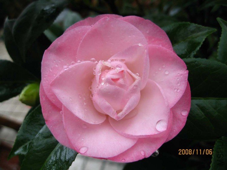 ��Ը 08-11-6.jpg