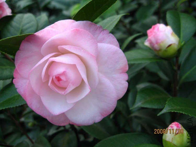 ��Ը 08-11-30.jpg