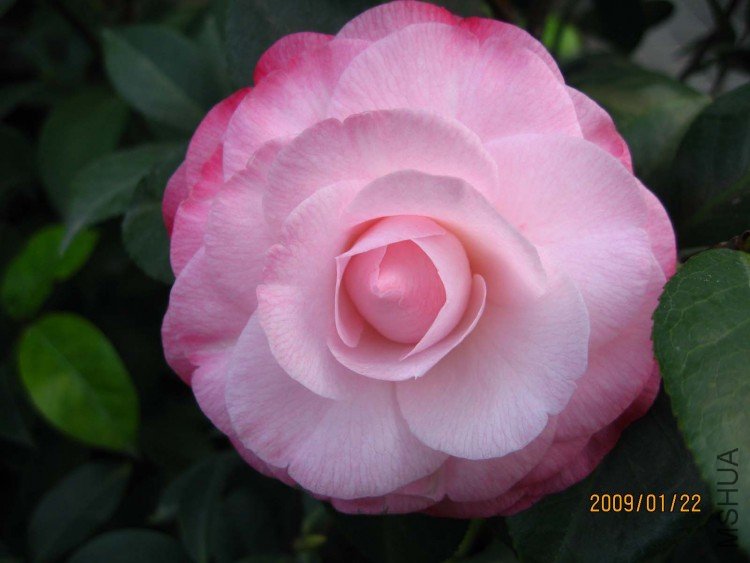 ��Ը 09-1-22.jpg