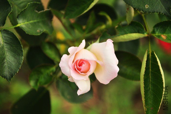 DSC_1406.jpg