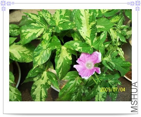 ���տ��� 037.jpg