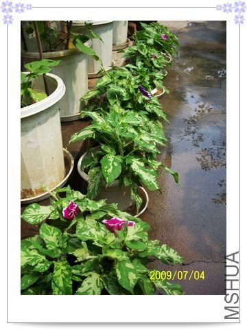 ���տ��� 031.jpg