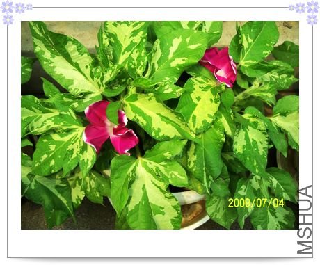 ���տ��� 036.jpg