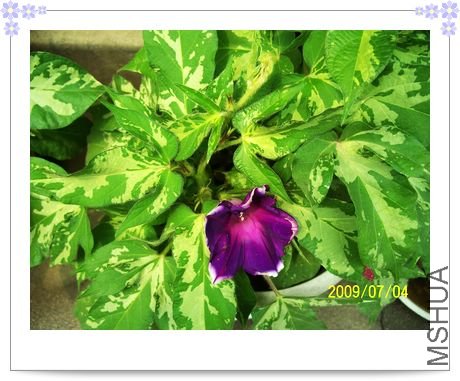 ���տ��� 034.jpg