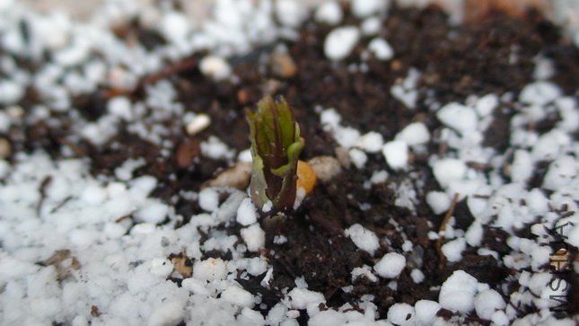 2-10�գ���ѿ�ˣ�